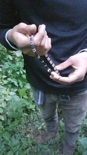 Cope's Snail Sucker