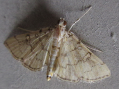 Lamprosema tampiusalis