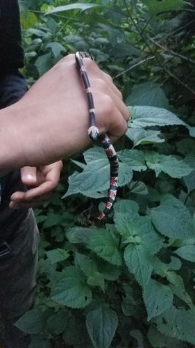 Cope's Snail Sucker
