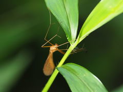 Bittacidae