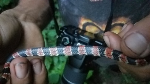 Cope's Snail Sucker