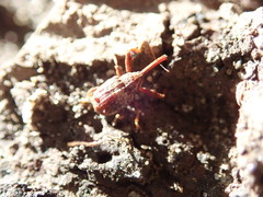 Anthonomus quadrigibbus