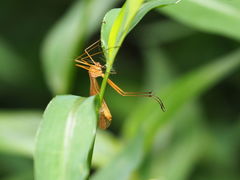 Bittacidae
