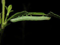 Leuconycta diphteroides