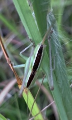 Conocephalus spartinae