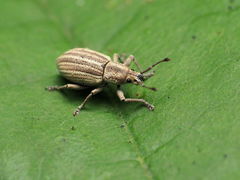 Aphrastus taeniatus