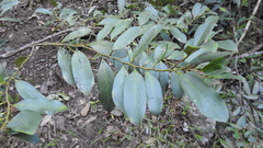 Diospyros australis