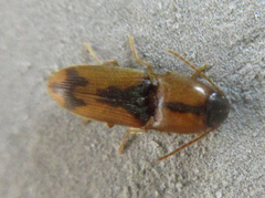 Drasterius agnatus