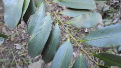 Diospyros australis