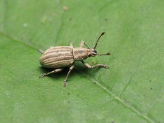 Aphrastus taeniatus