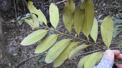 Diospyros australis