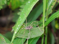 Bidentolophus bidens