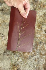 Eriogonum gracile gracile