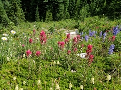 Castilleja parviflora