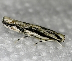 Melanocinclis lineigera