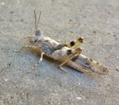 Trimerotropis salina