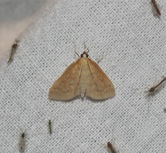 Framinghamia helvalis