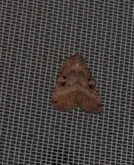 Xestia normanianus