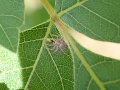Calophya triozomima