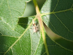 Calophya triozomima