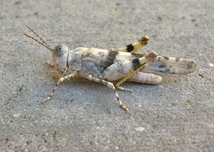 Trimerotropis salina