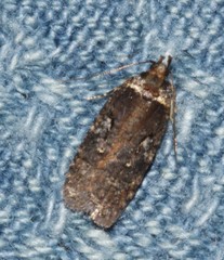 Agonopterix lythrella