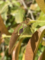 Discogastrini
