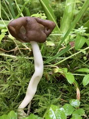 Helvella elastica