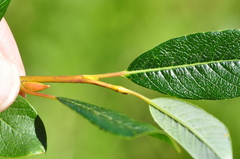 Salix pedicellaris