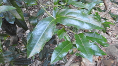 Wilkiea macrophylla