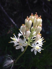 Triantha occidentalis