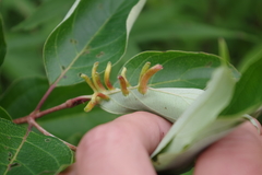 Craneiobia tuba