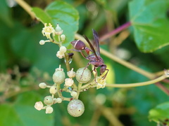 Ropalidia hongkongensis