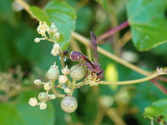 Ropalidia hongkongensis