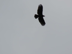 Spilornis cheela