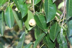 Ficus henneana