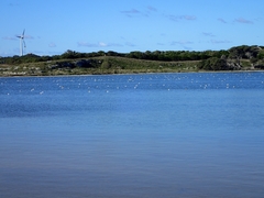 Cladorhynchus leucocephalus