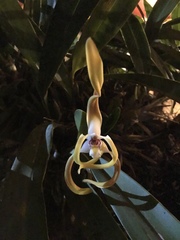 Maxillaria luteograndiflora