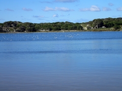 Cladorhynchus leucocephalus