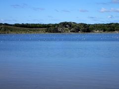 Cladorhynchus leucocephalus
