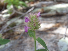 Agastache breviflora