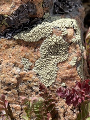 Dimelaena