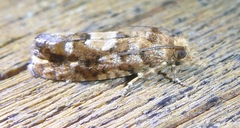 Eucopina