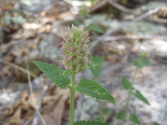 Agastache breviflora