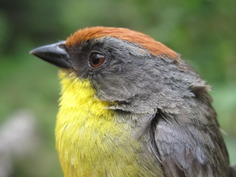 Rufous-Capped Brush-Finch