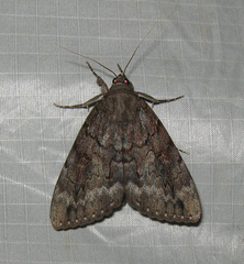 Catocala residua