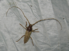 Enaphalodes rufulus