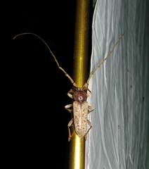 Enaphalodes rufulus