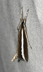 Carectocultus perstrialis