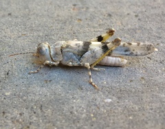 Trimerotropis salina